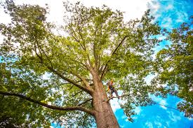 Best Leaf Removal  in South Houston, TX