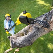 Best Lawn Pest Prevention  in South Houston, TX