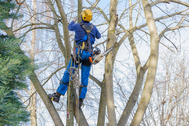 Best Tree Cabling and Bracing  in South Houston, TX