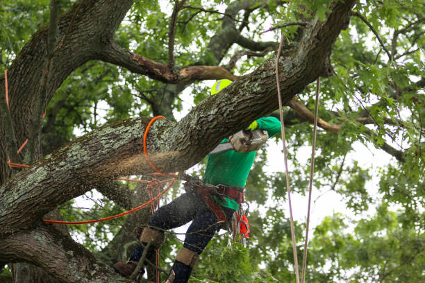 Best Tree Mulching  in South Houston, TX