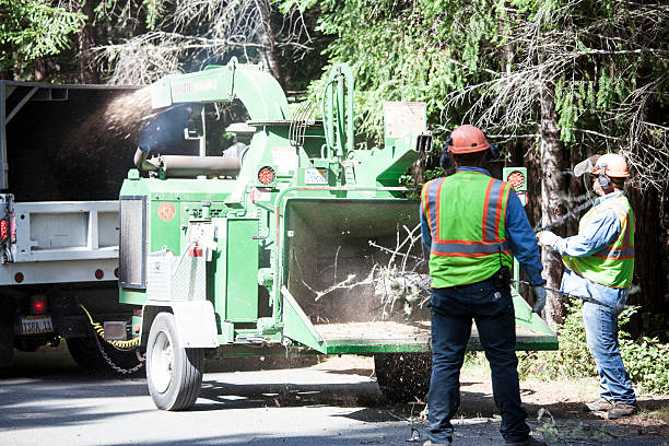 Best Tree Maintenance Programs  in South Houston, TX