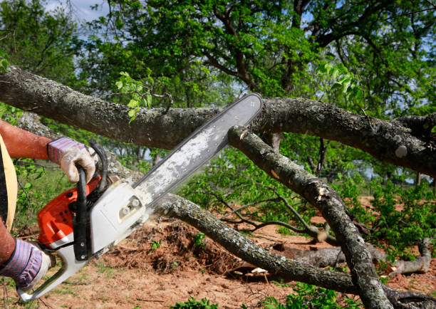 Best Lawn Watering Services  in South Houston, TX